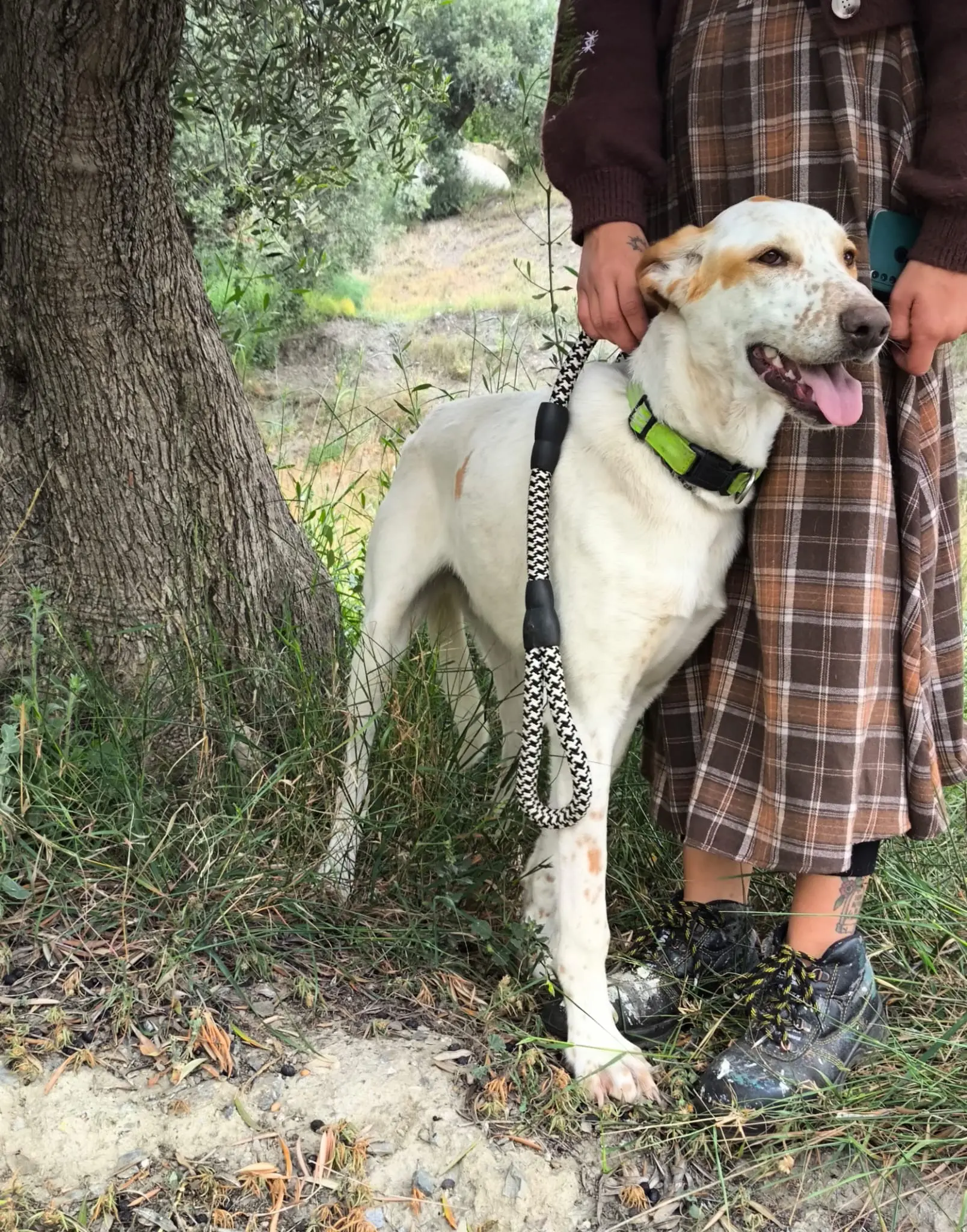 Brufus  (adopted June 2026)