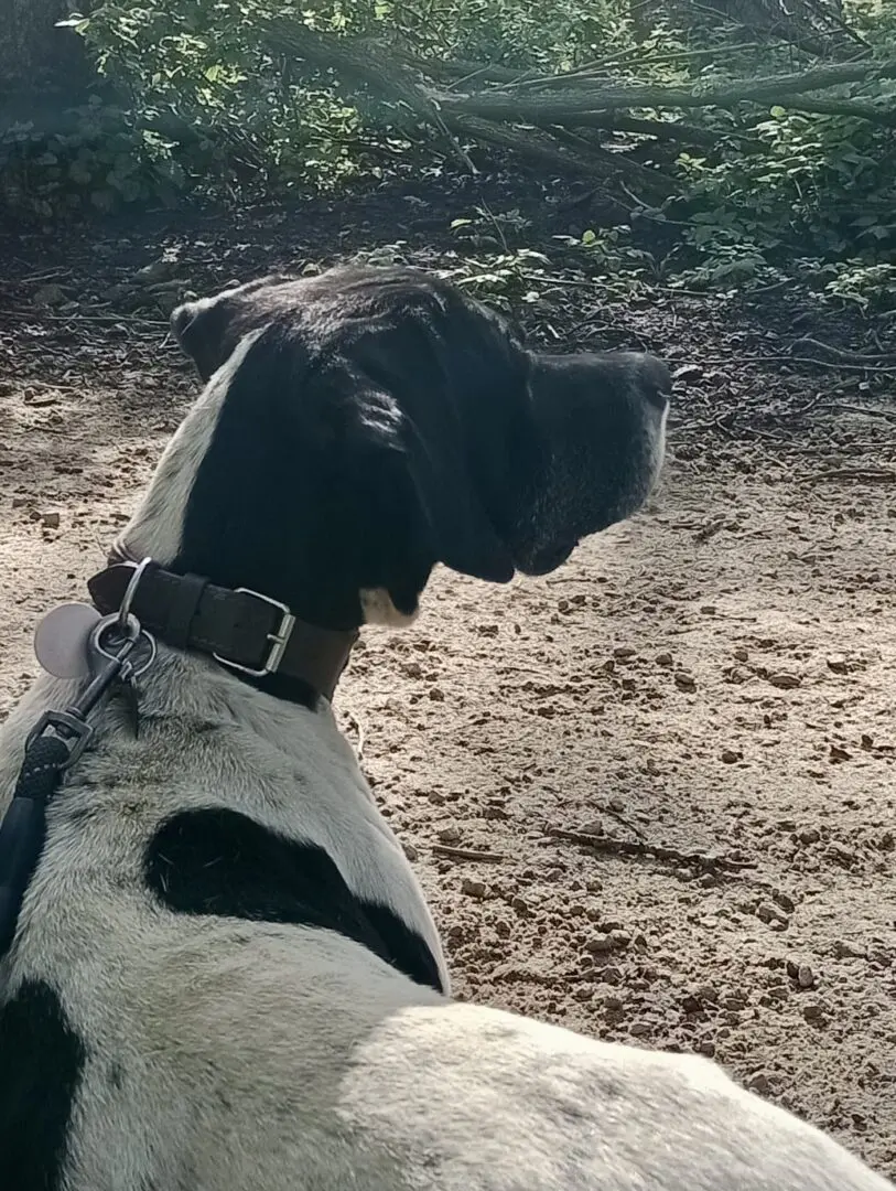 Boby The “Puppy” Gentleman