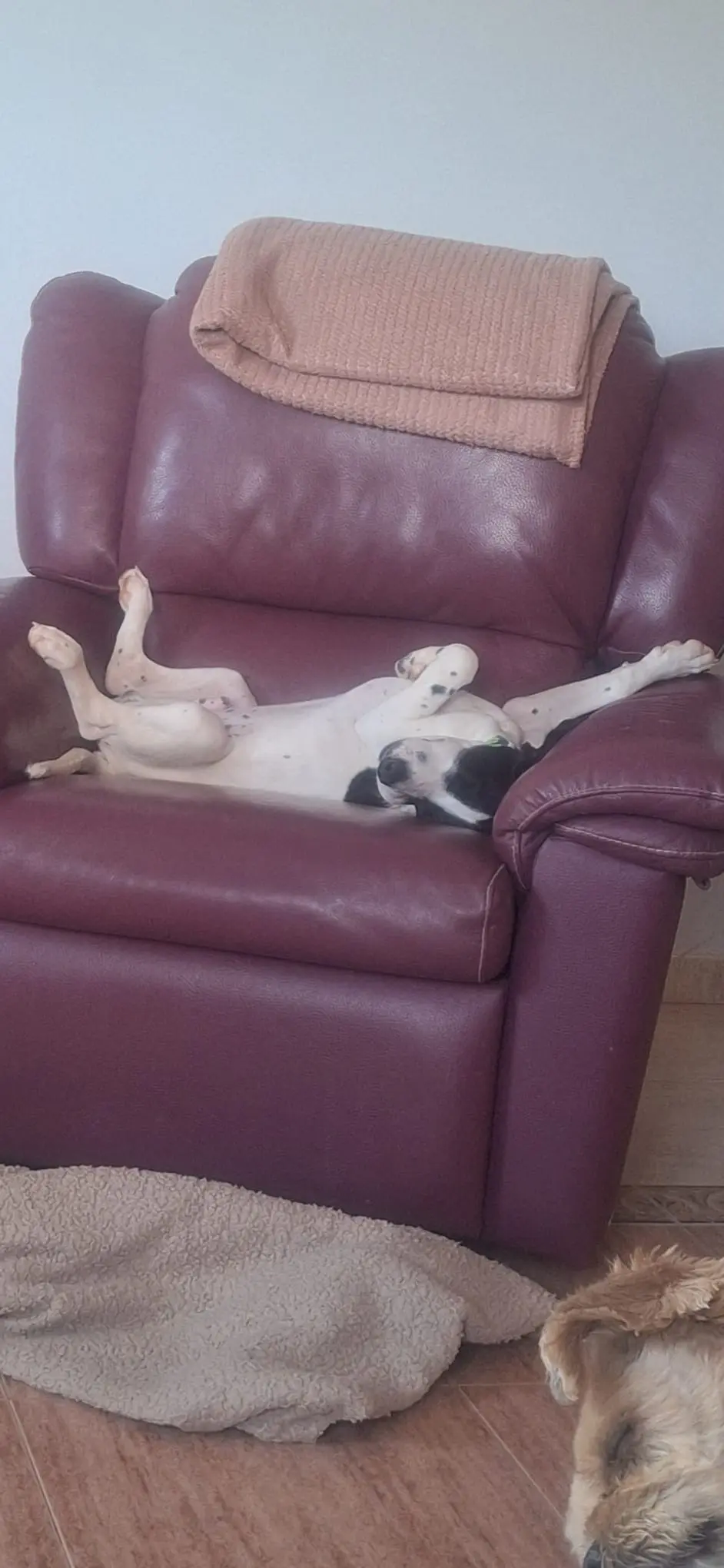 Stanley (Adopted June 2026)