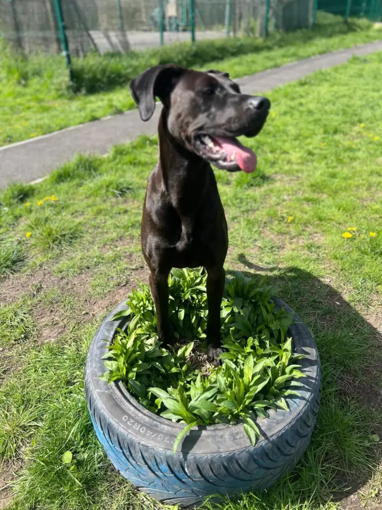 Lottie (Adopted May 2026) Thumb