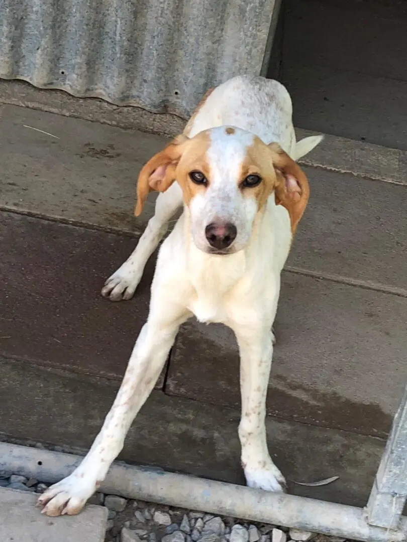 Woody (Adopted July 2026)