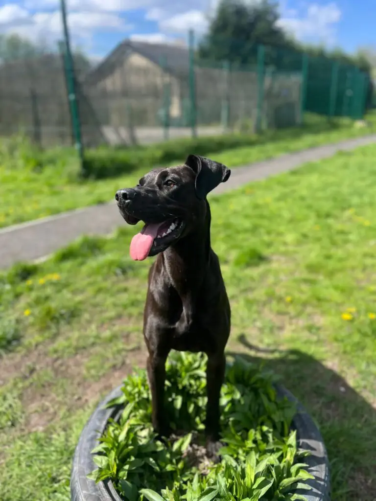 Lottie (Adopted May 2026) Thumb