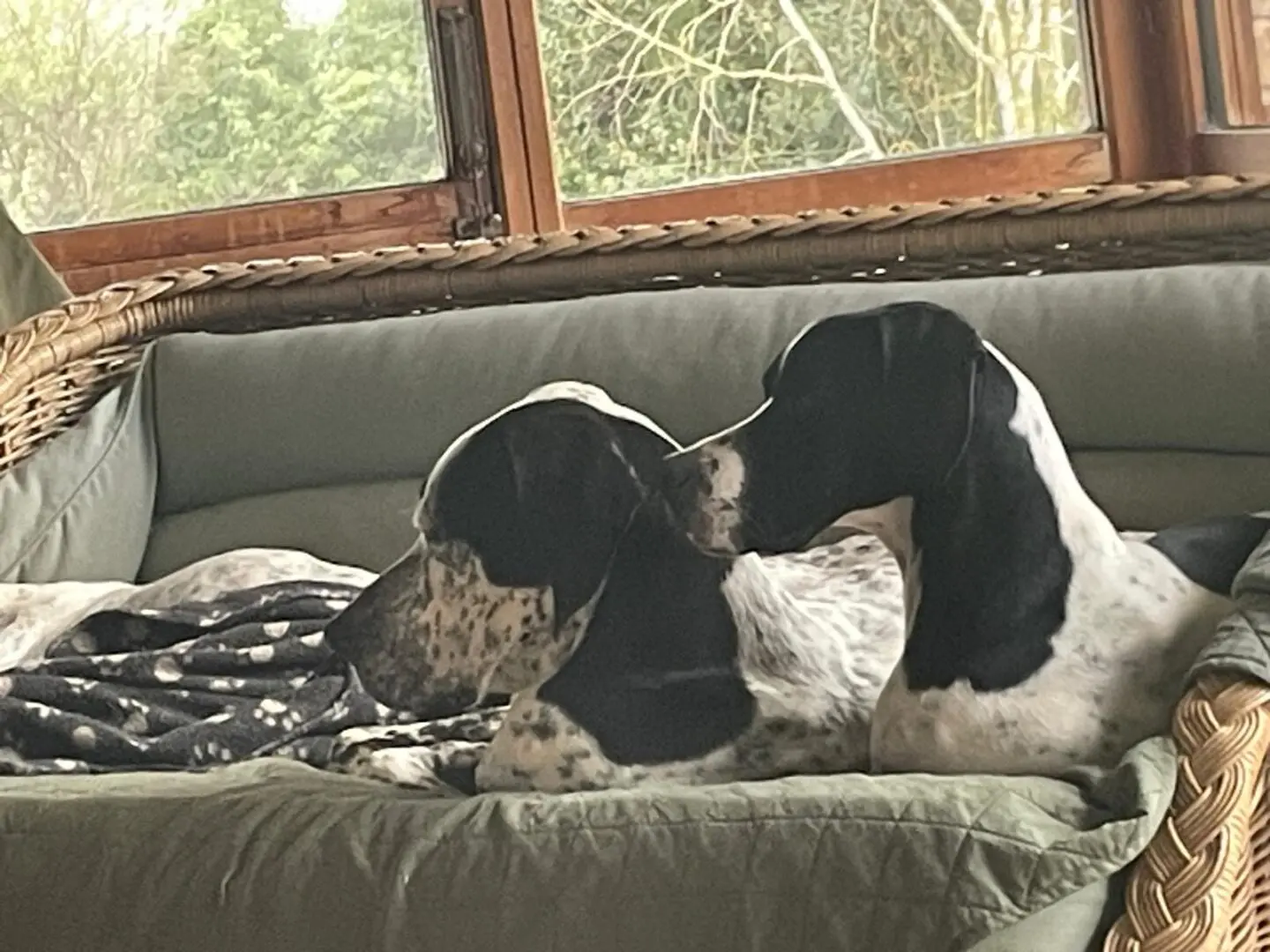 Kovi now Kodi – Handsome and Affectionate (Adopted April 2026)