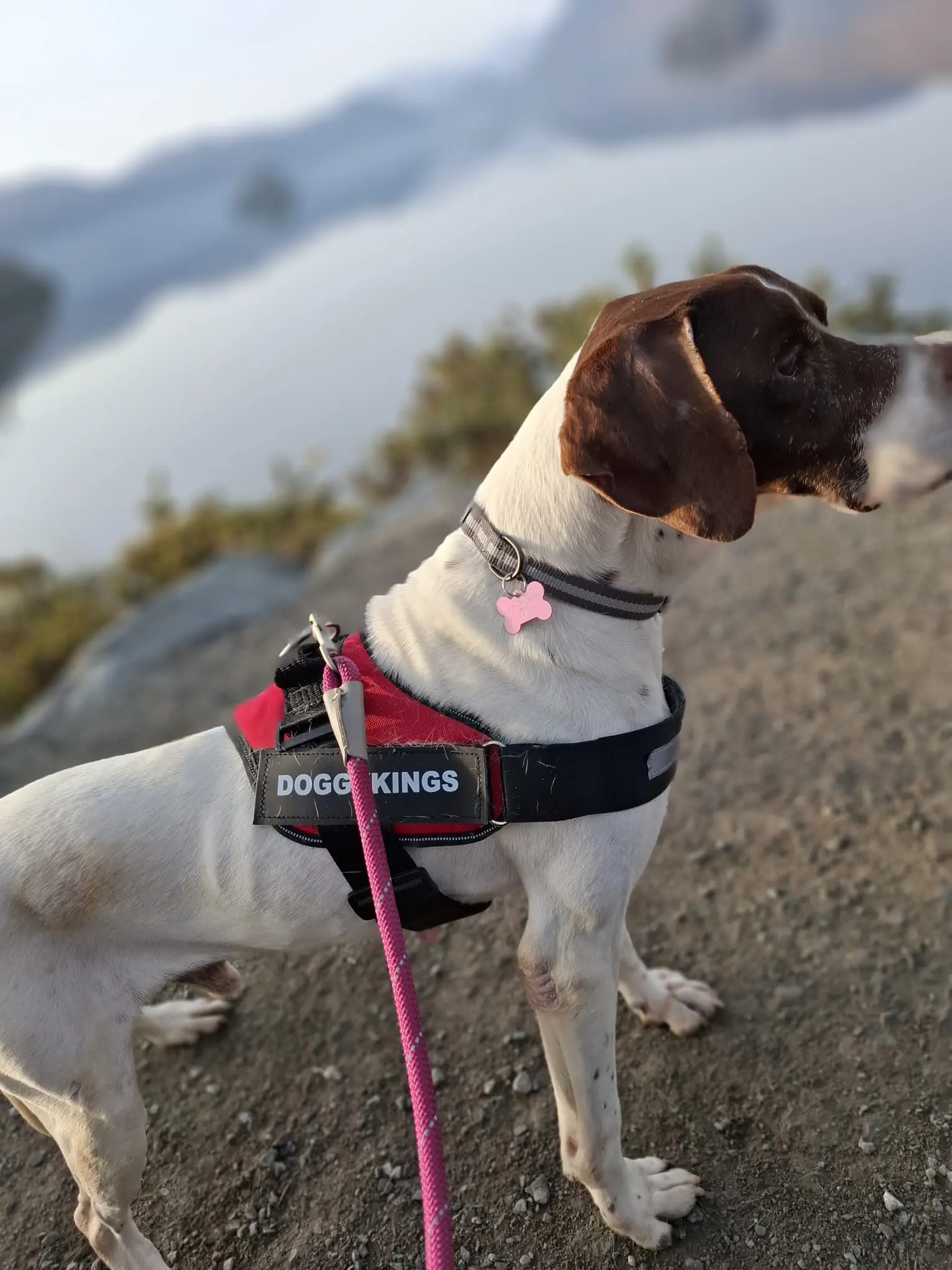 Woody (Adopted April 2026)