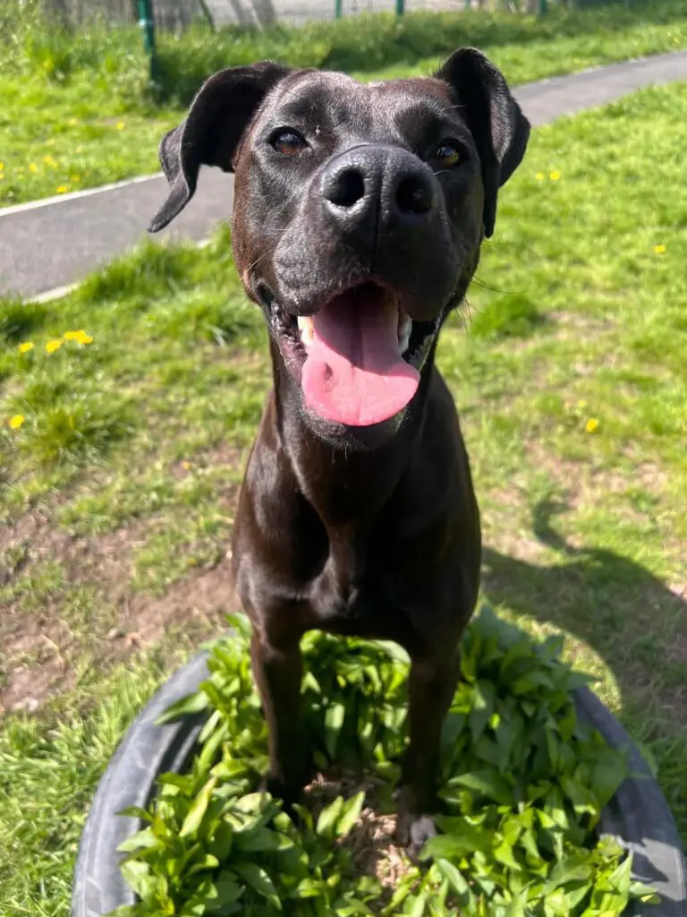 Lottie (Adopted May 2026) Thumb