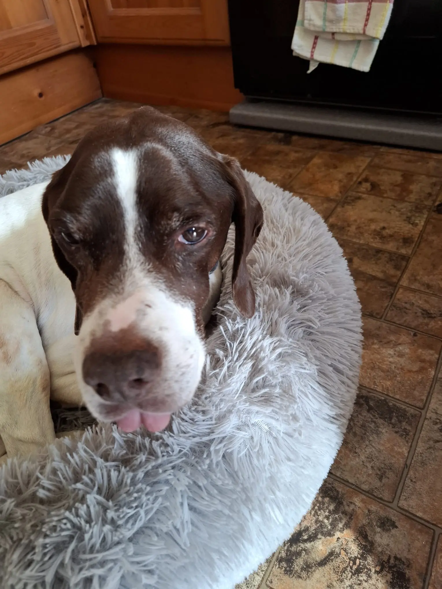 Woody (Adopted April 2026)