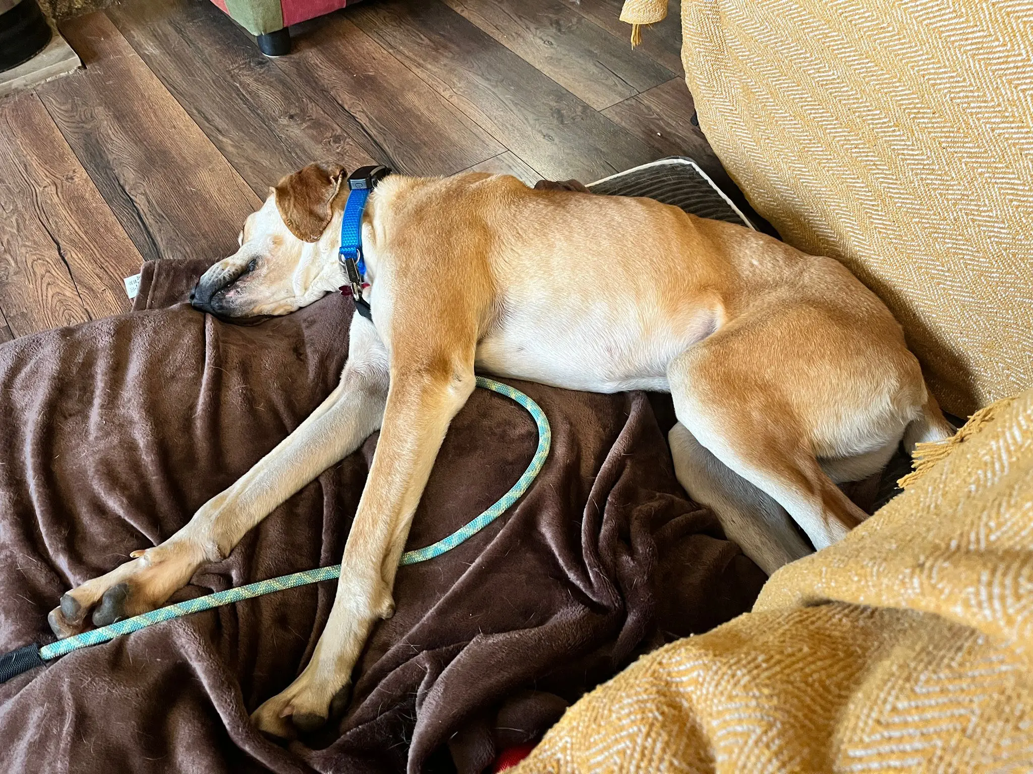 Finlay (Adopted June 2026)