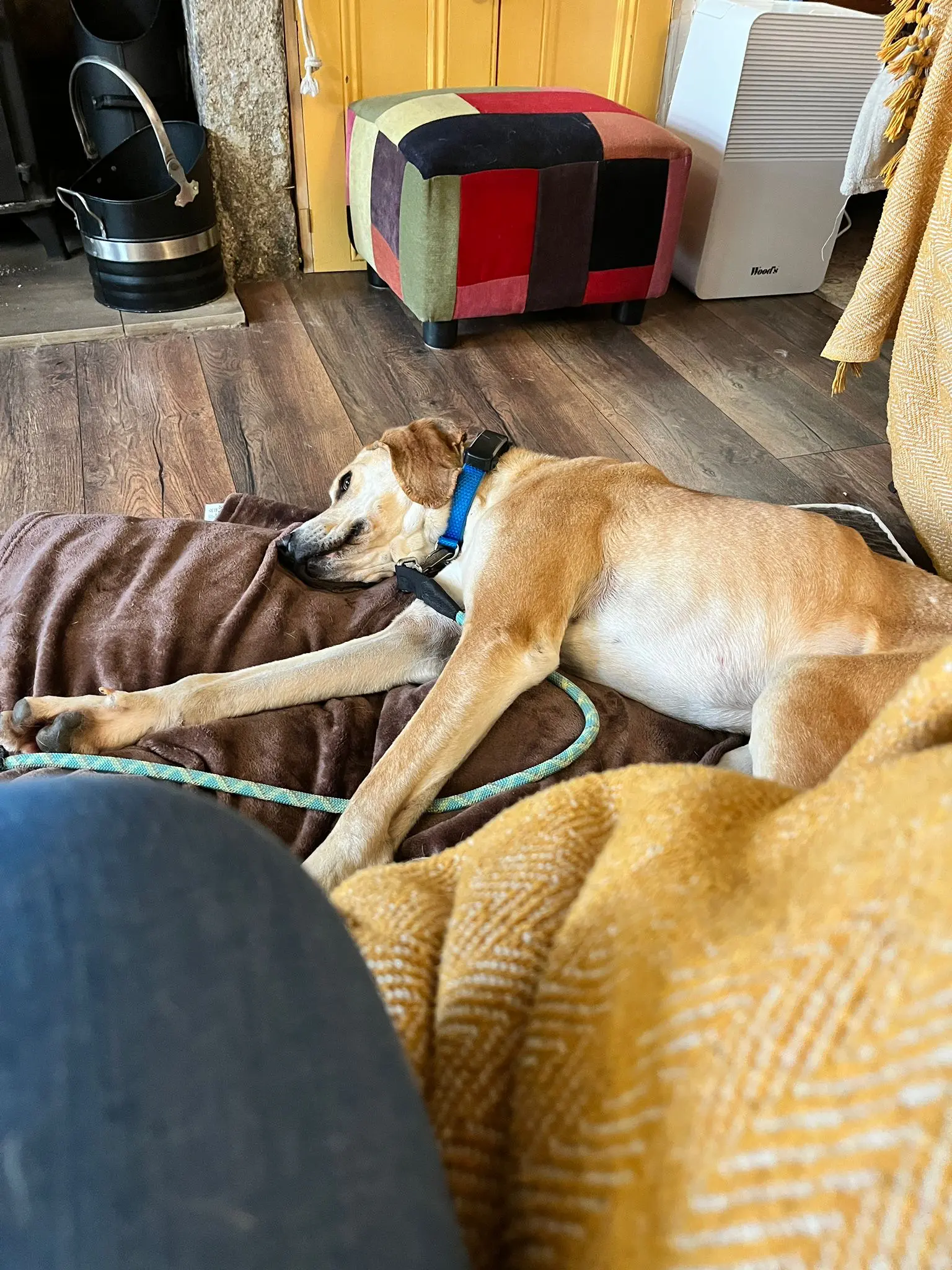 Finlay (Adopted June 2026)