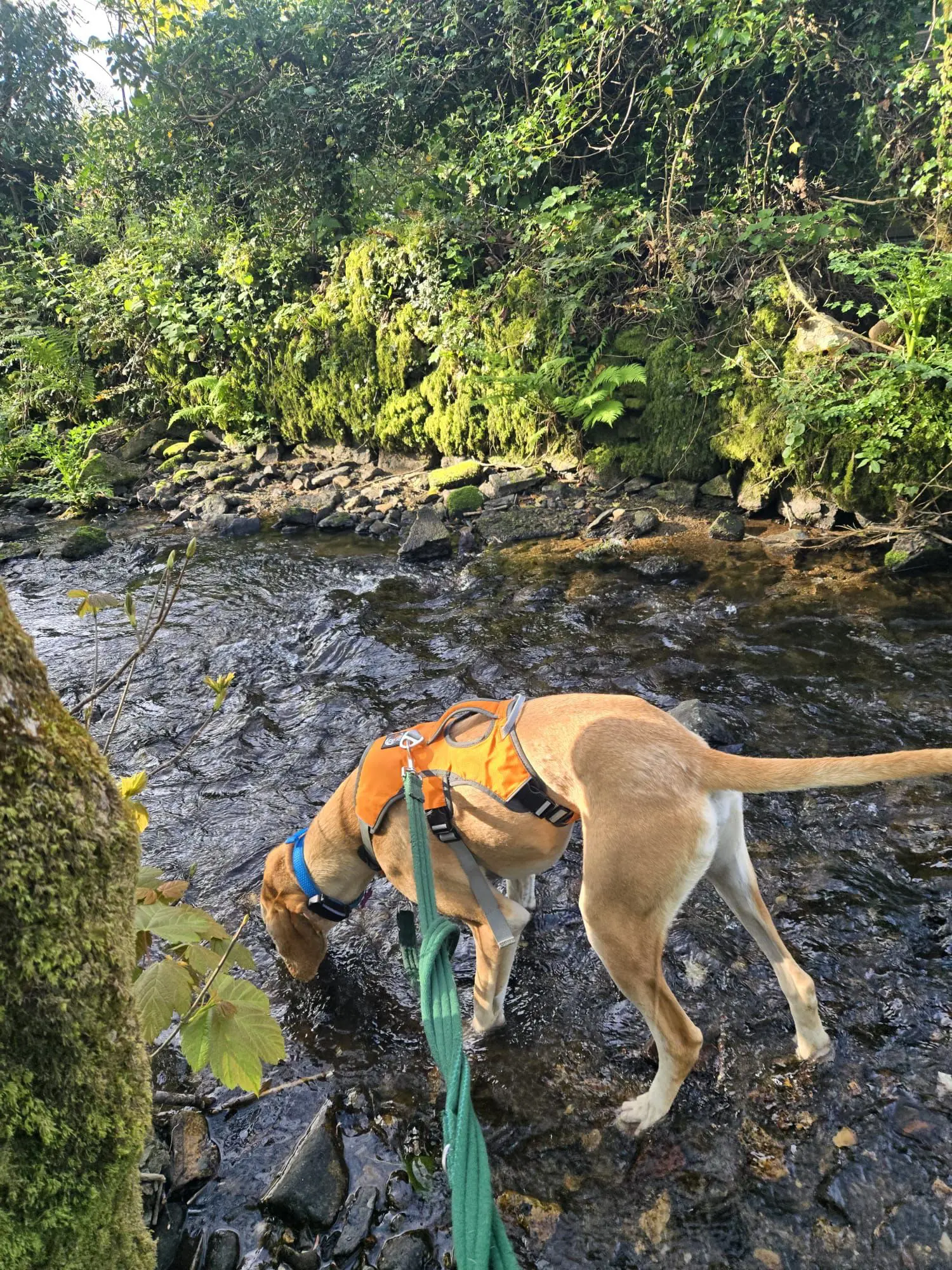 Finlay (Adopted June 2026)