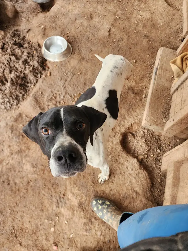 Linus (adopted July 2026)