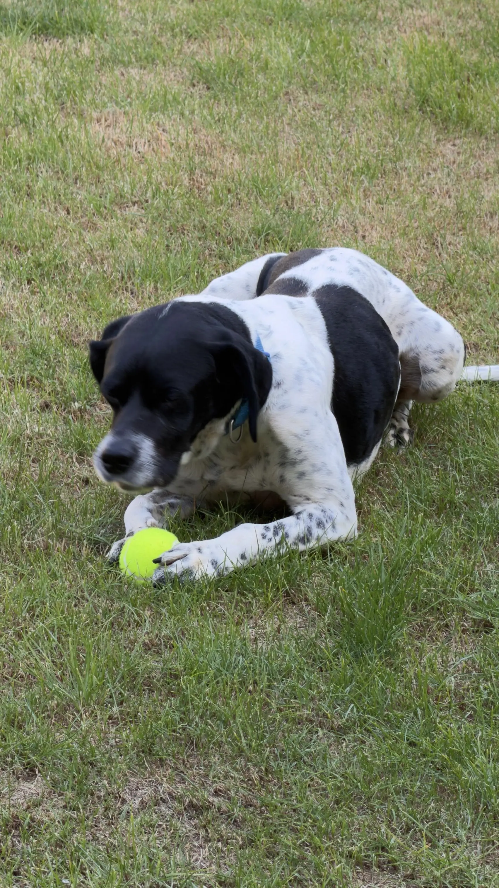 Rufus