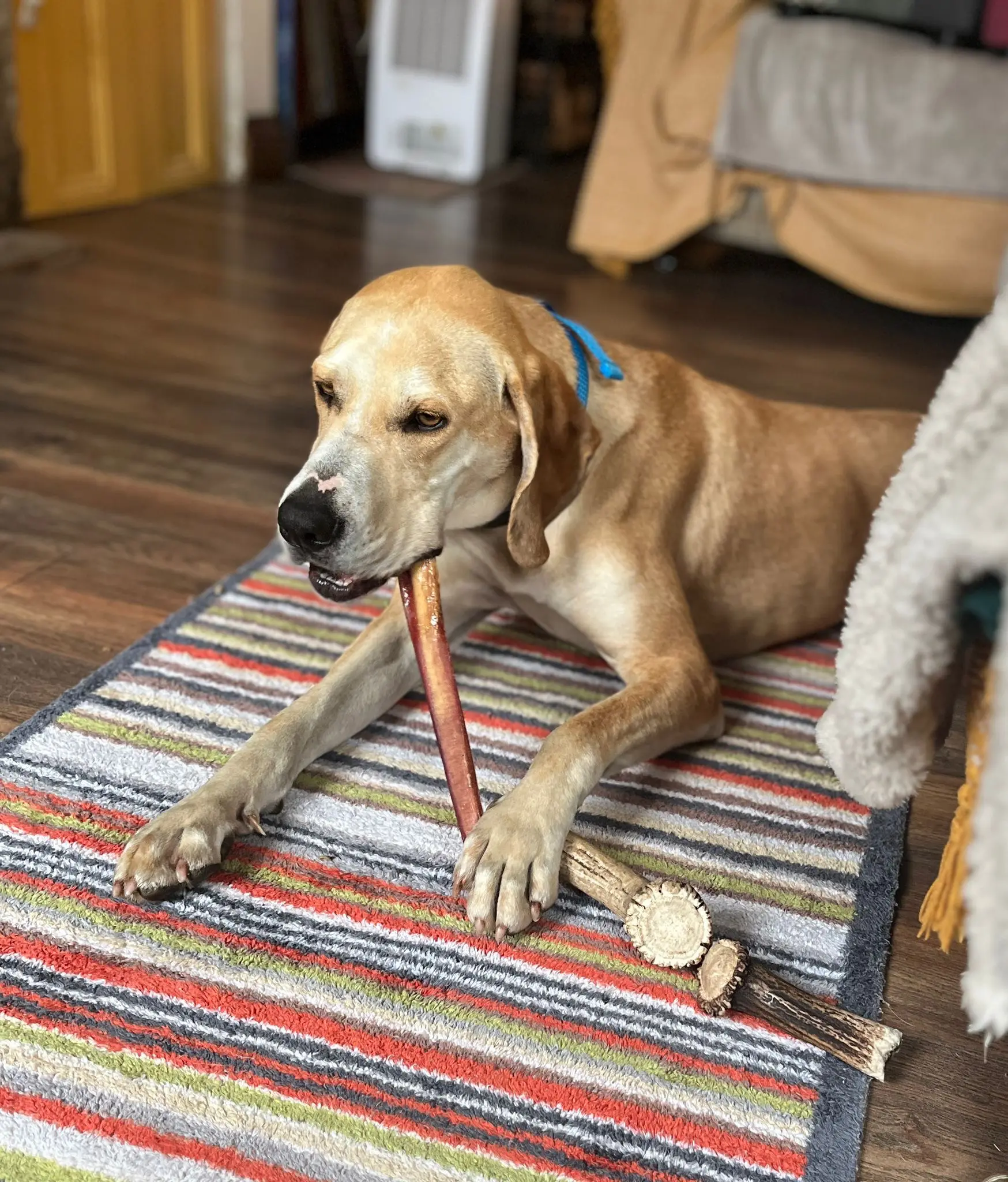 Finlay (Adopted June 2026)