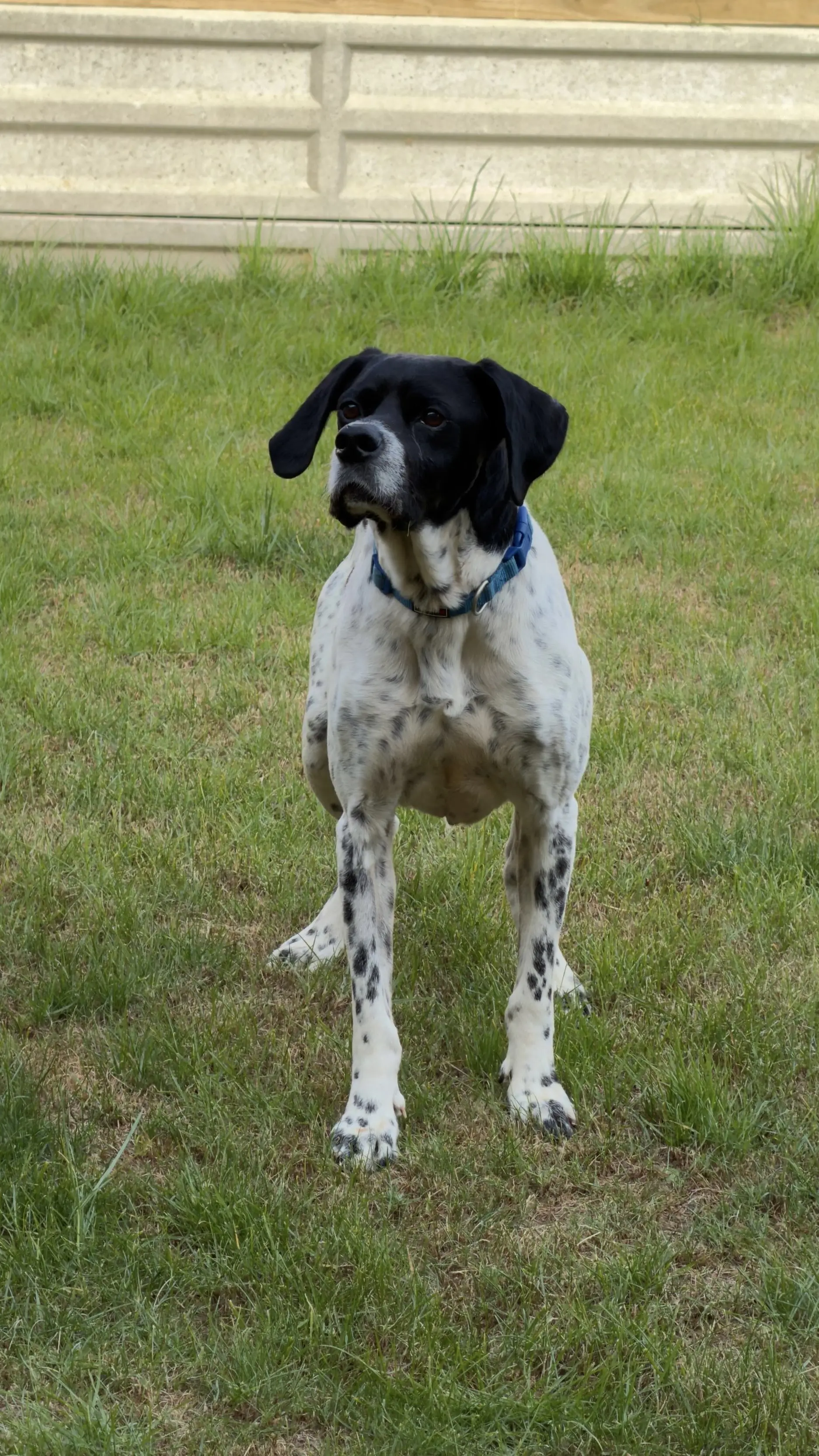Rufus