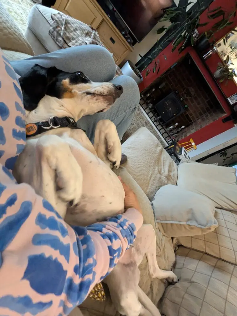 Luna now Wilma (adopted June 2026) Thumb