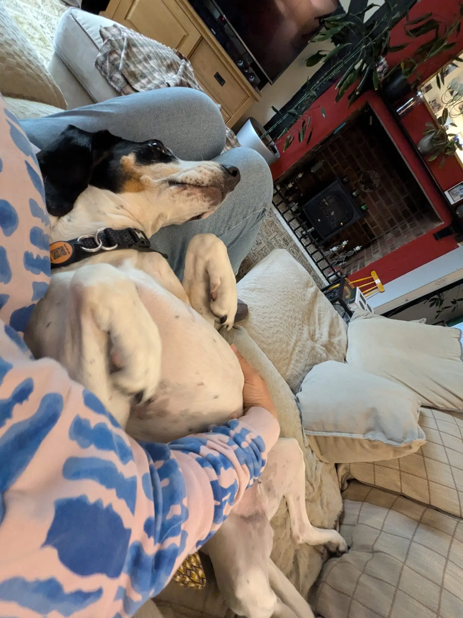 Luna now Wilma (adopted June 2026)