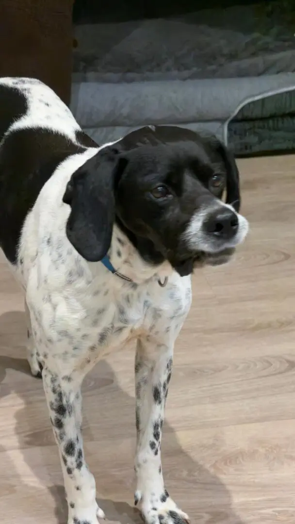 Rufus