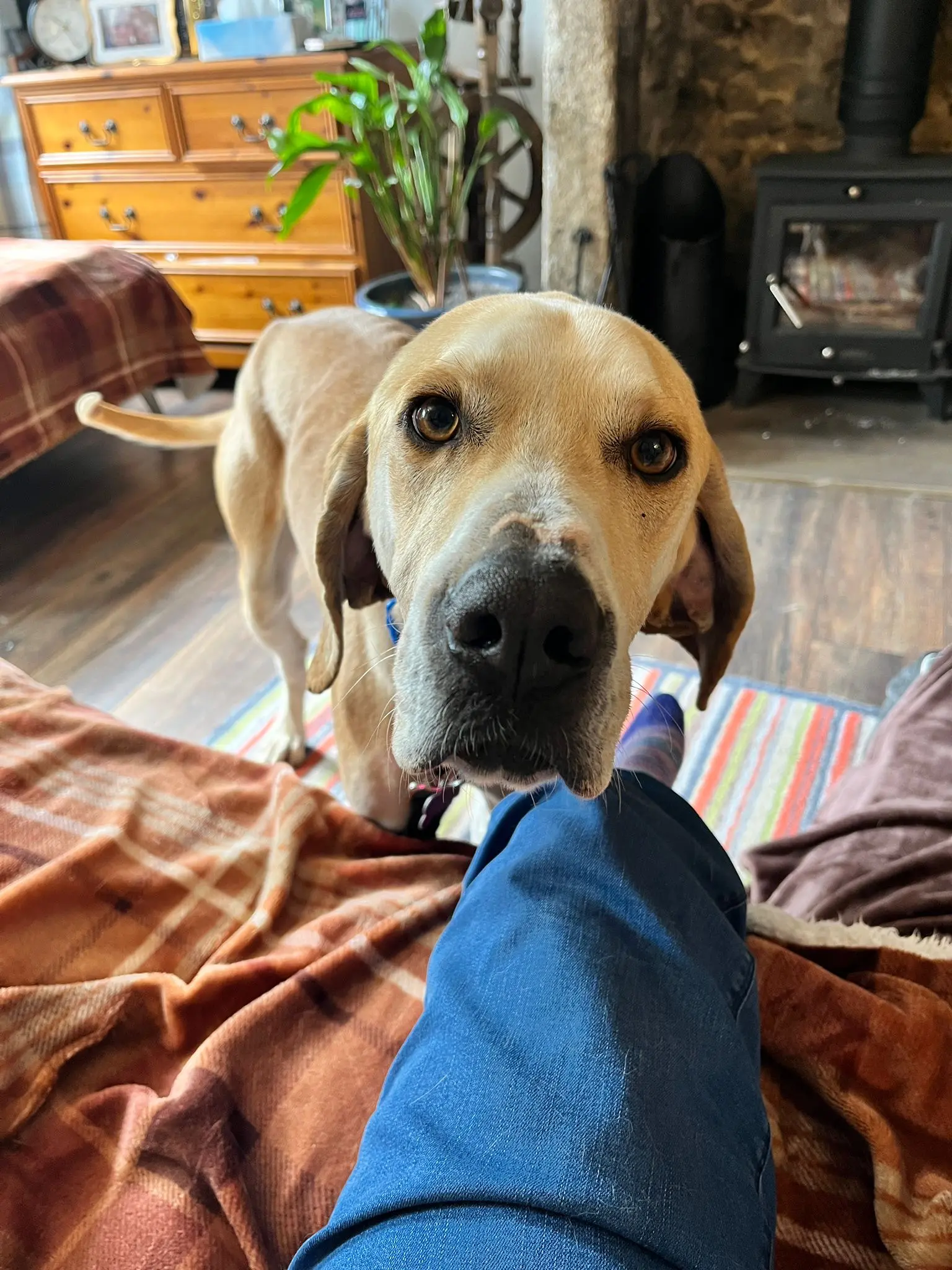 Finlay (Adopted June 2026)