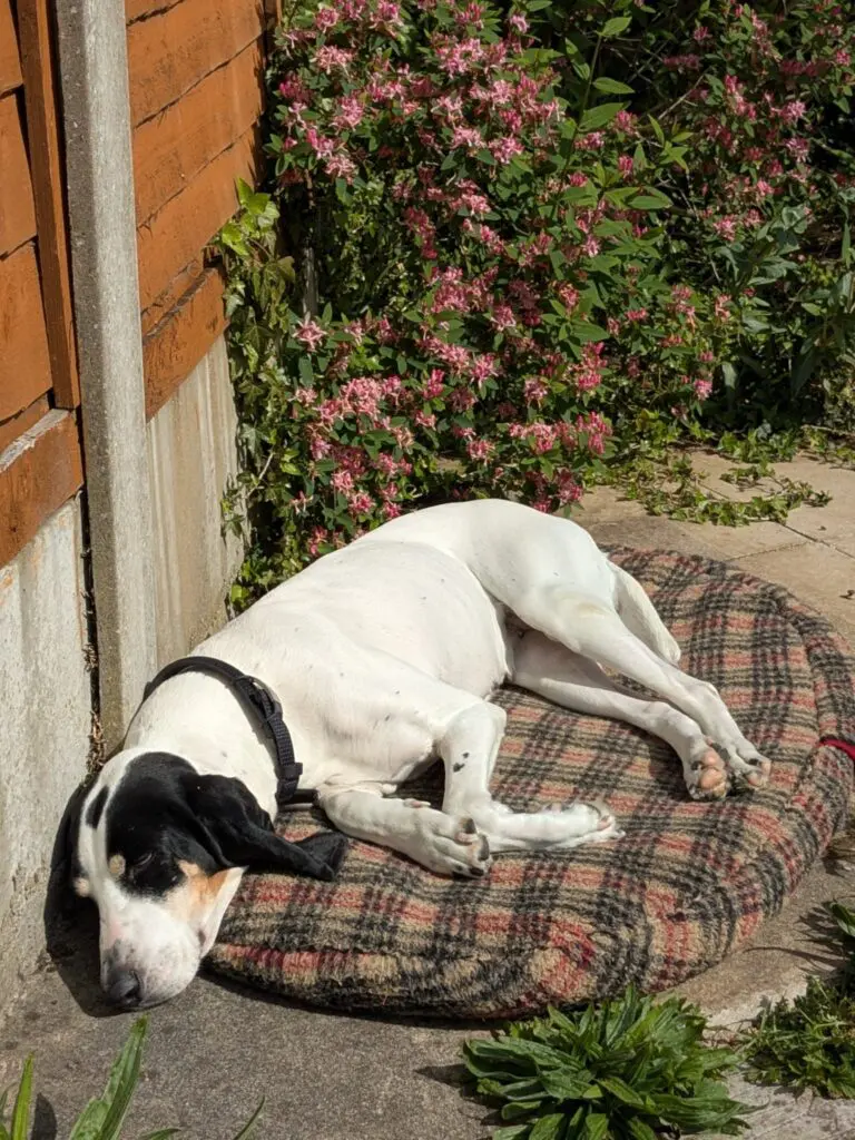 Luna now Wilma (adopted June 2026) Thumb