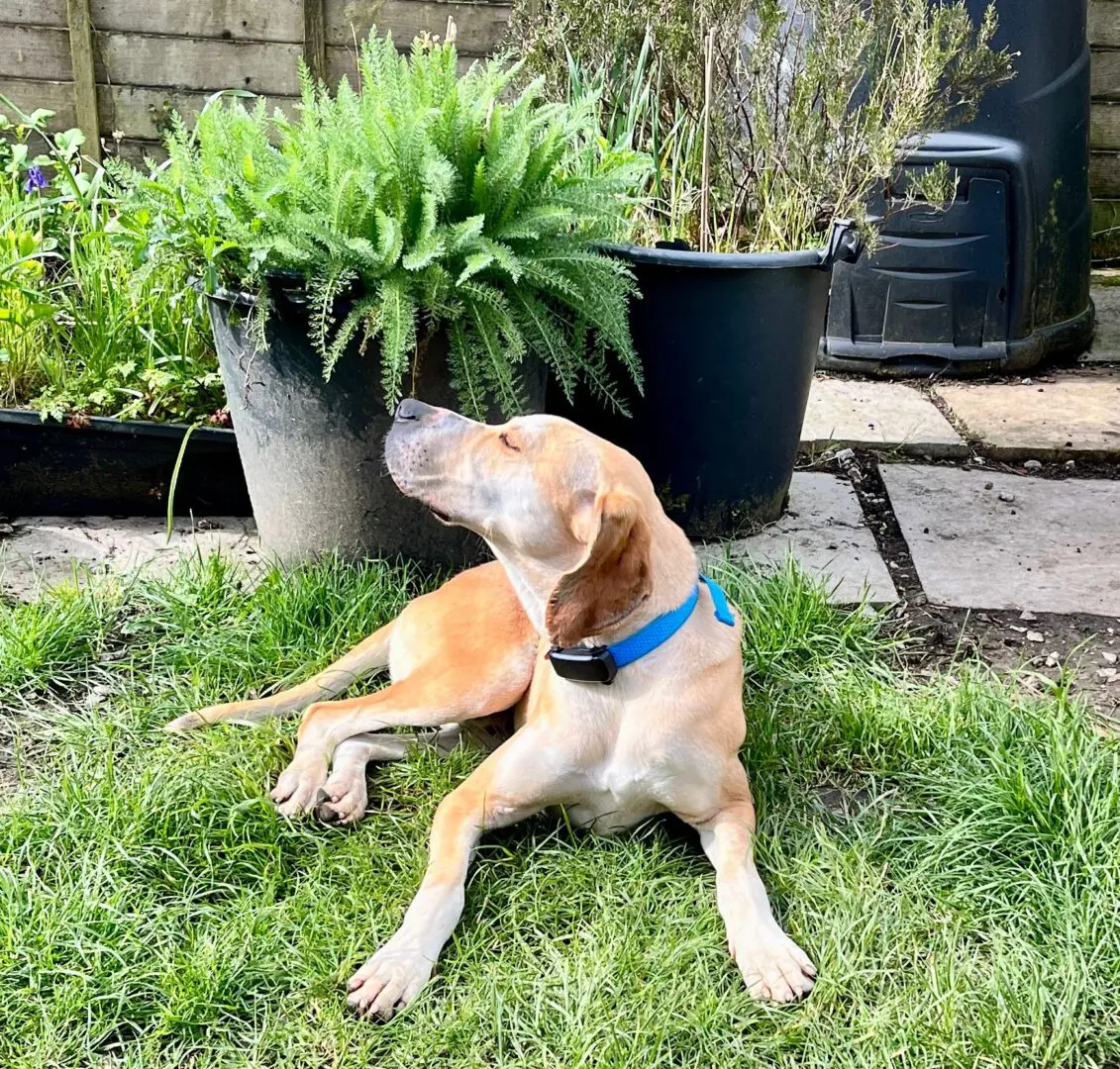 Finlay (Adopted June 2026)
