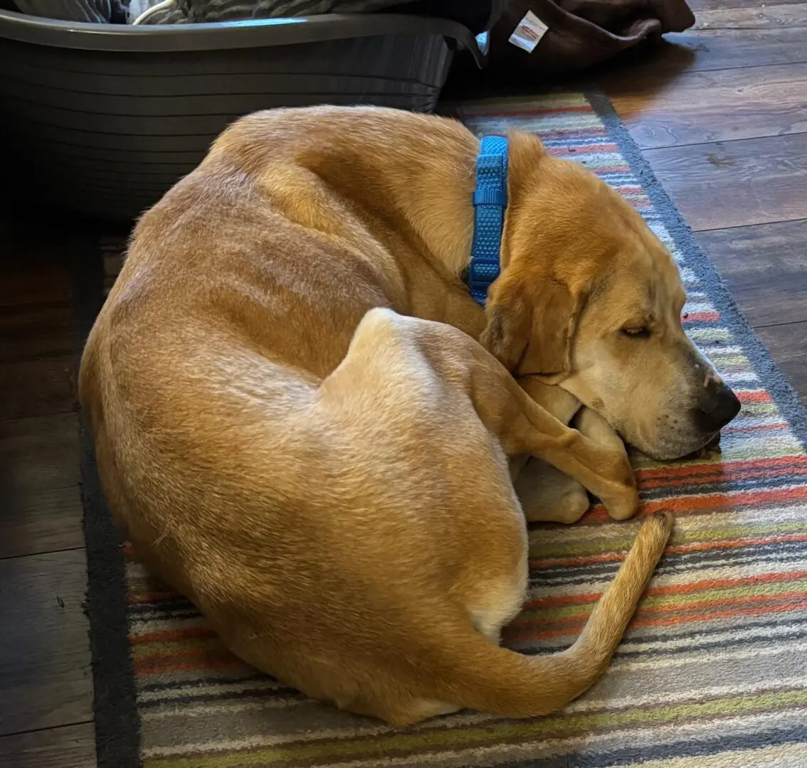Finlay (Adopted June 2026)