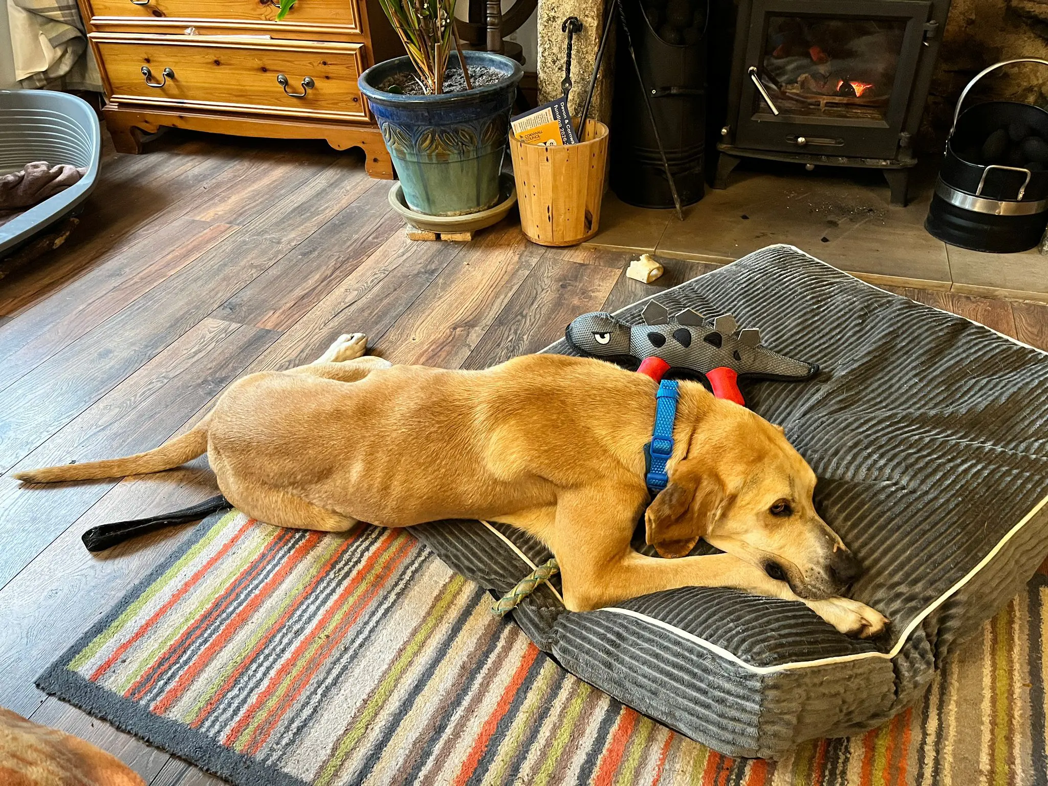 Finlay (Adopted June 2026)