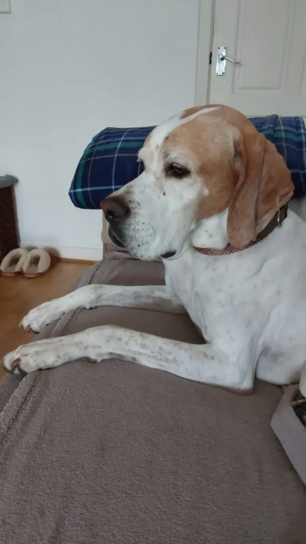 Chula (Adopted May 2026)