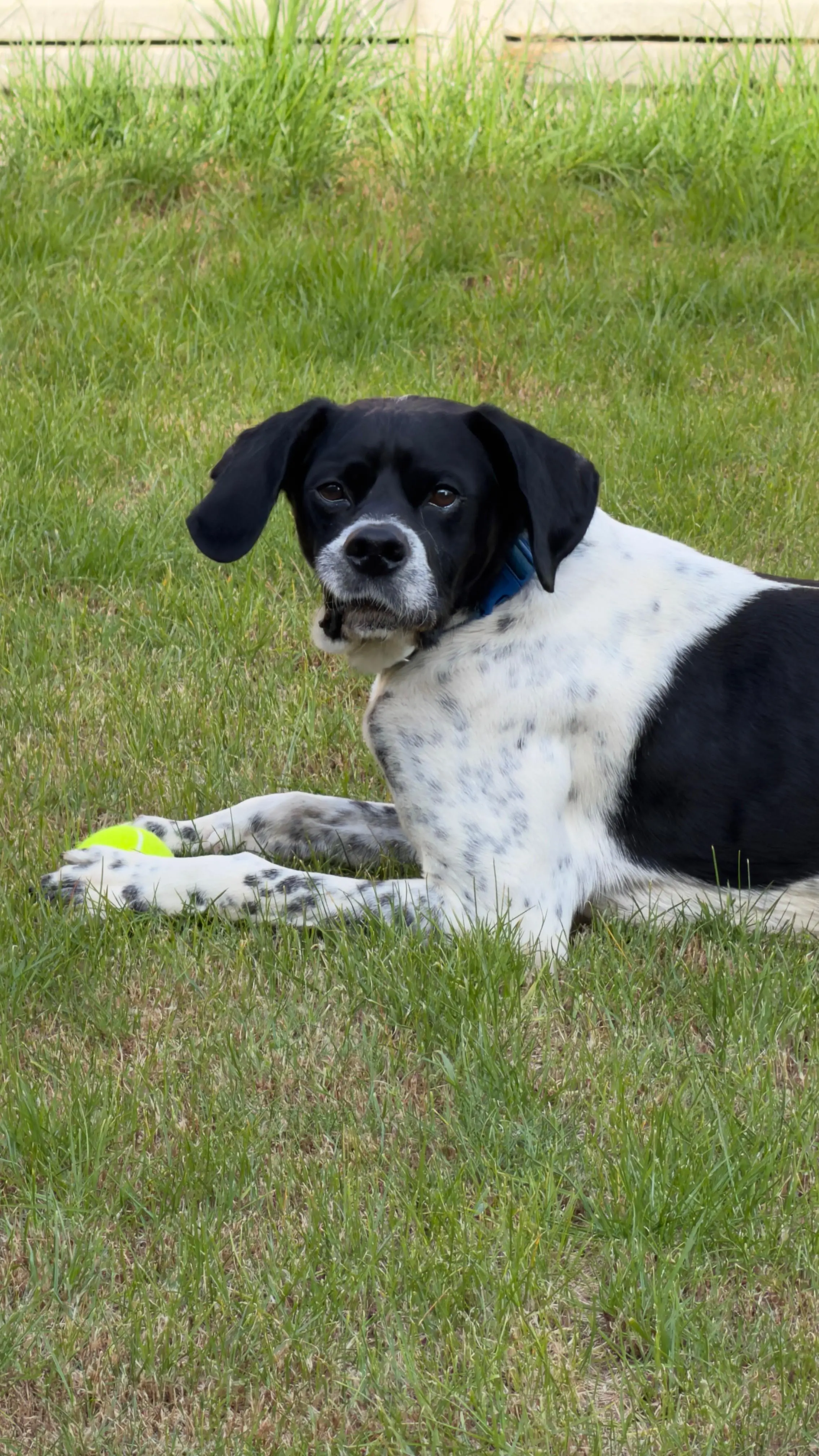Rufus