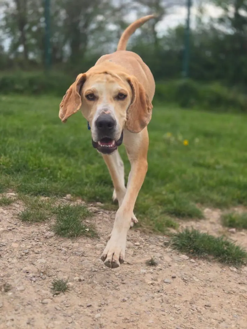 Finlay (Adopted June 2026)