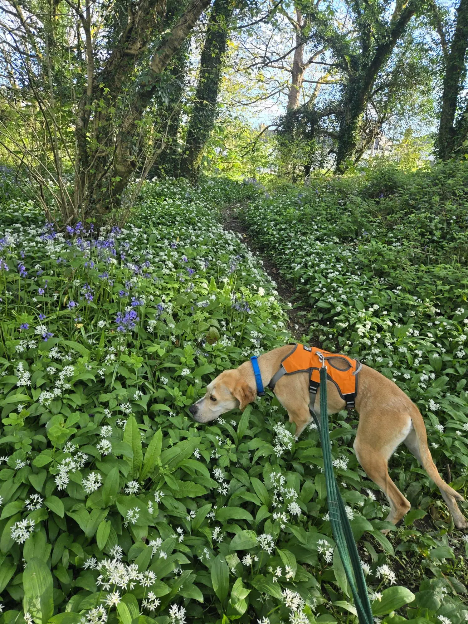 Finlay (Adopted June 2026)