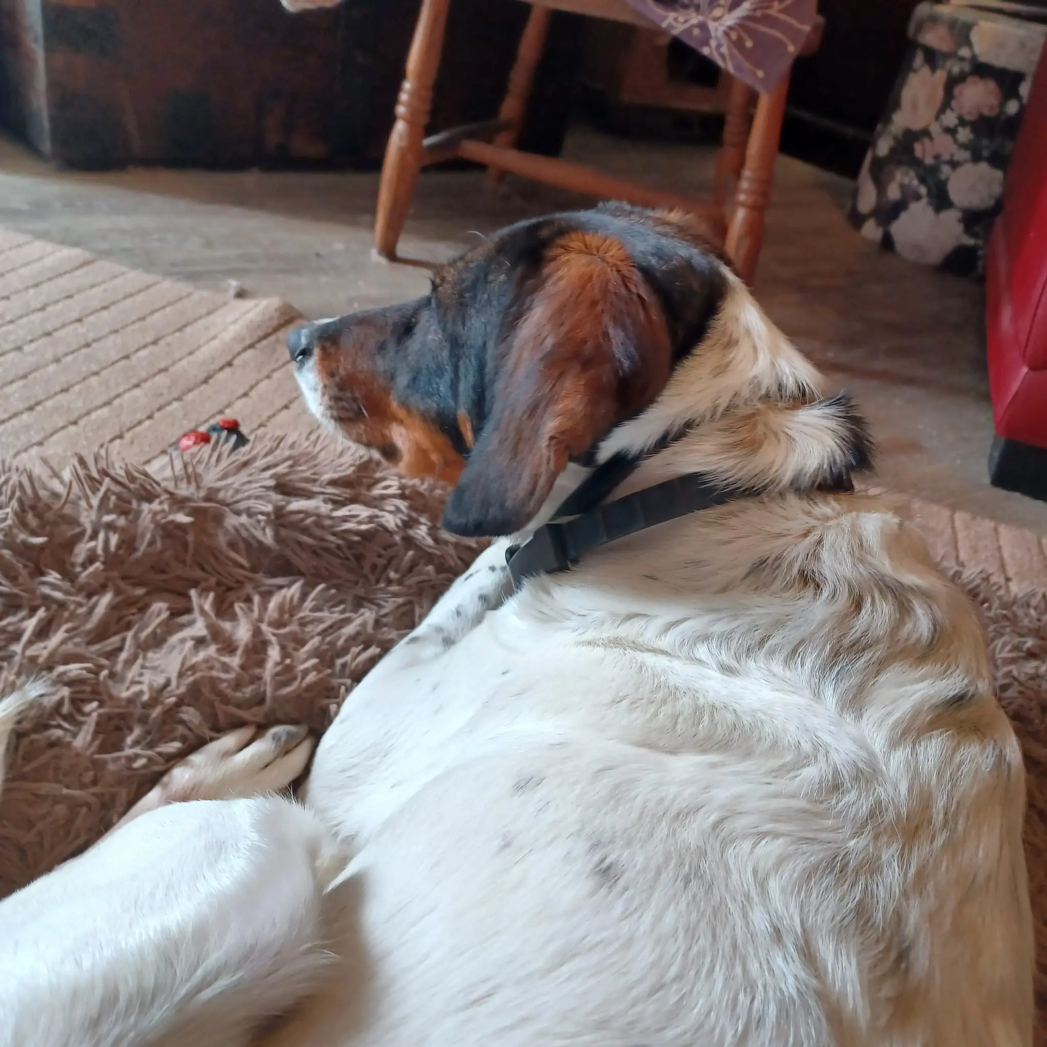 Artemis (Adopted June 2026)
