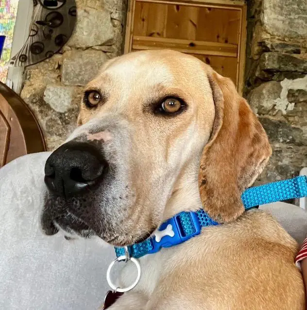 Finlay (Adopted June 2026)