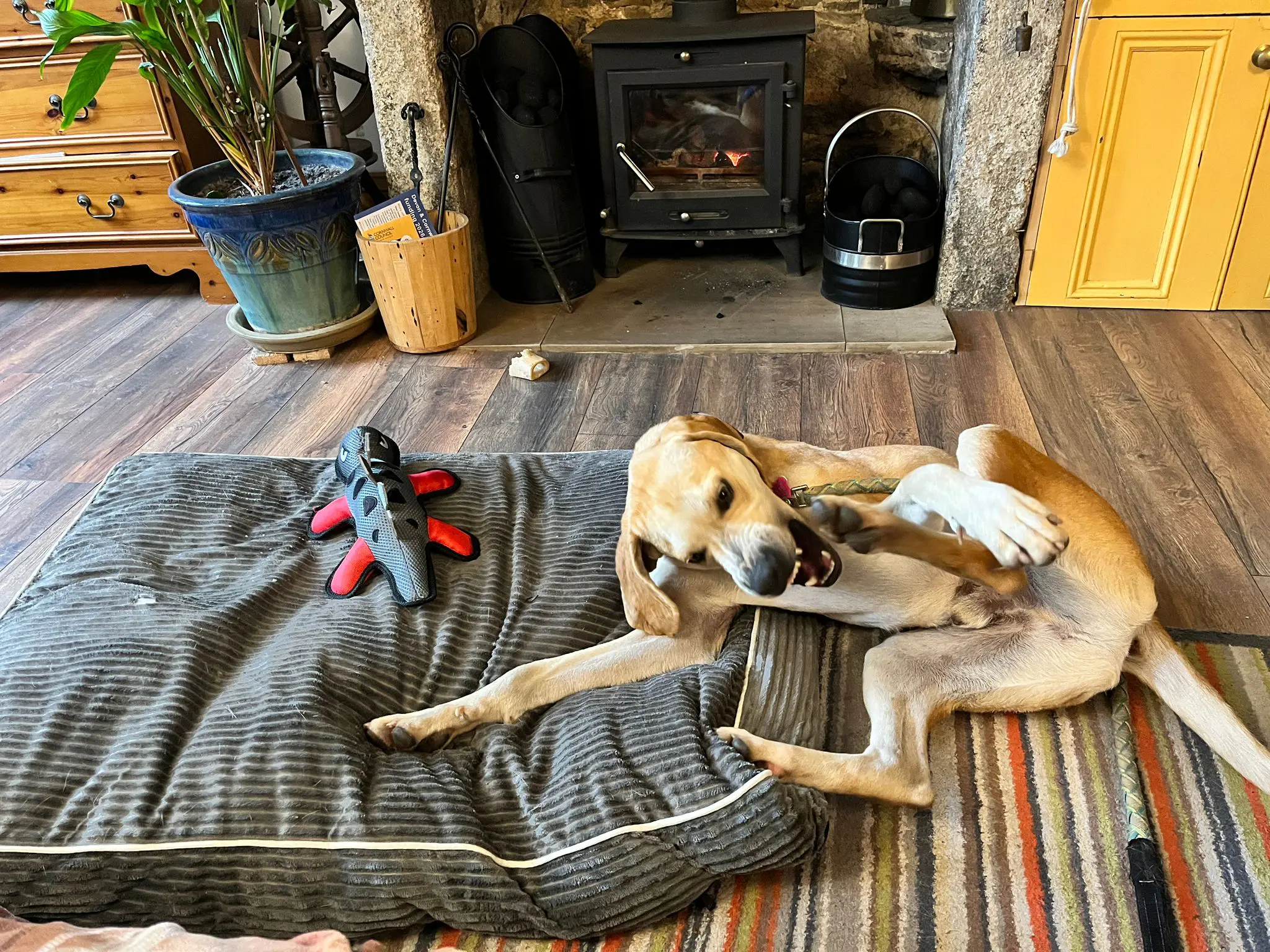 Finlay (Adopted June 2026)