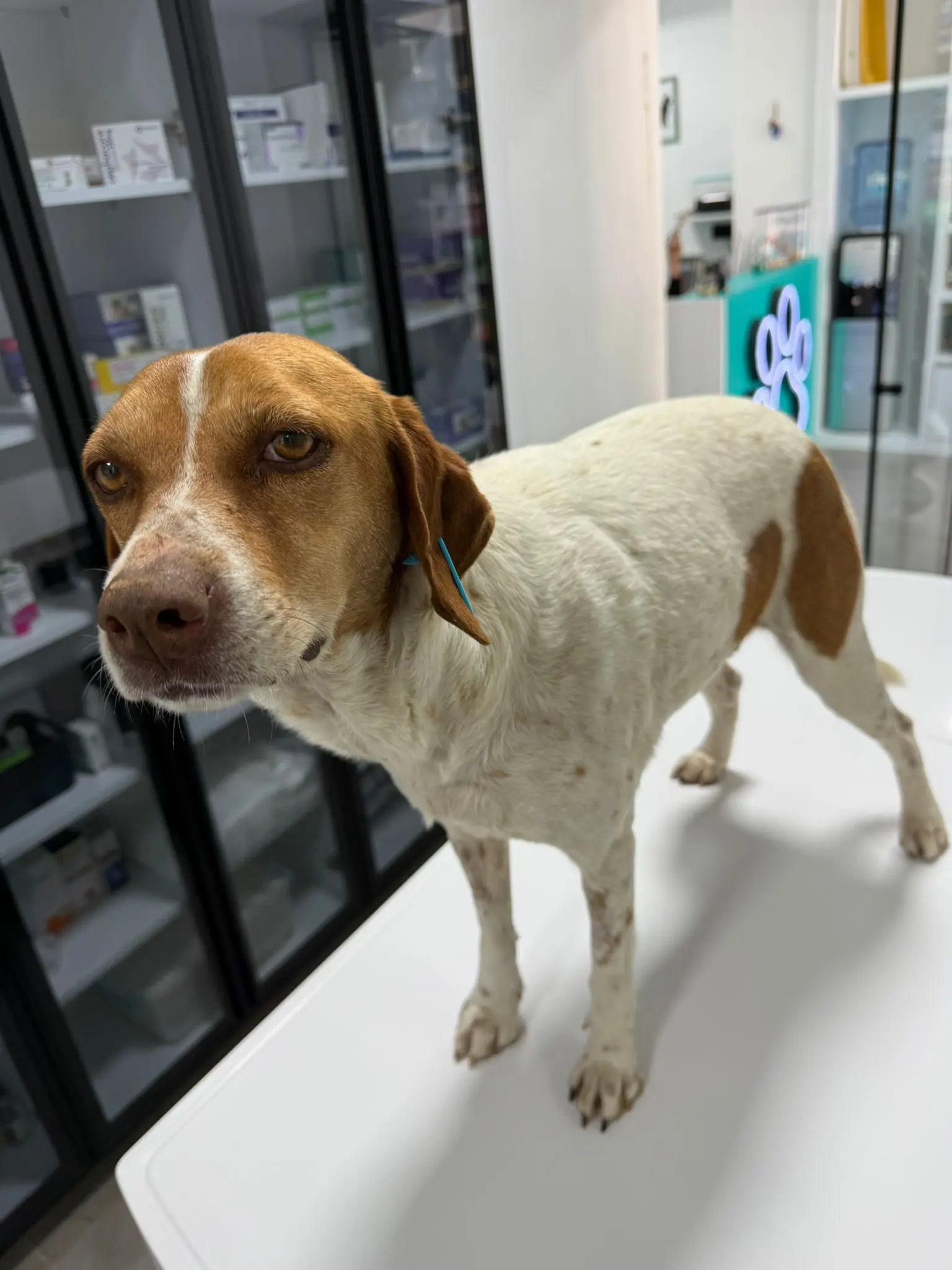 Ginger (Adopted Sept 2026)