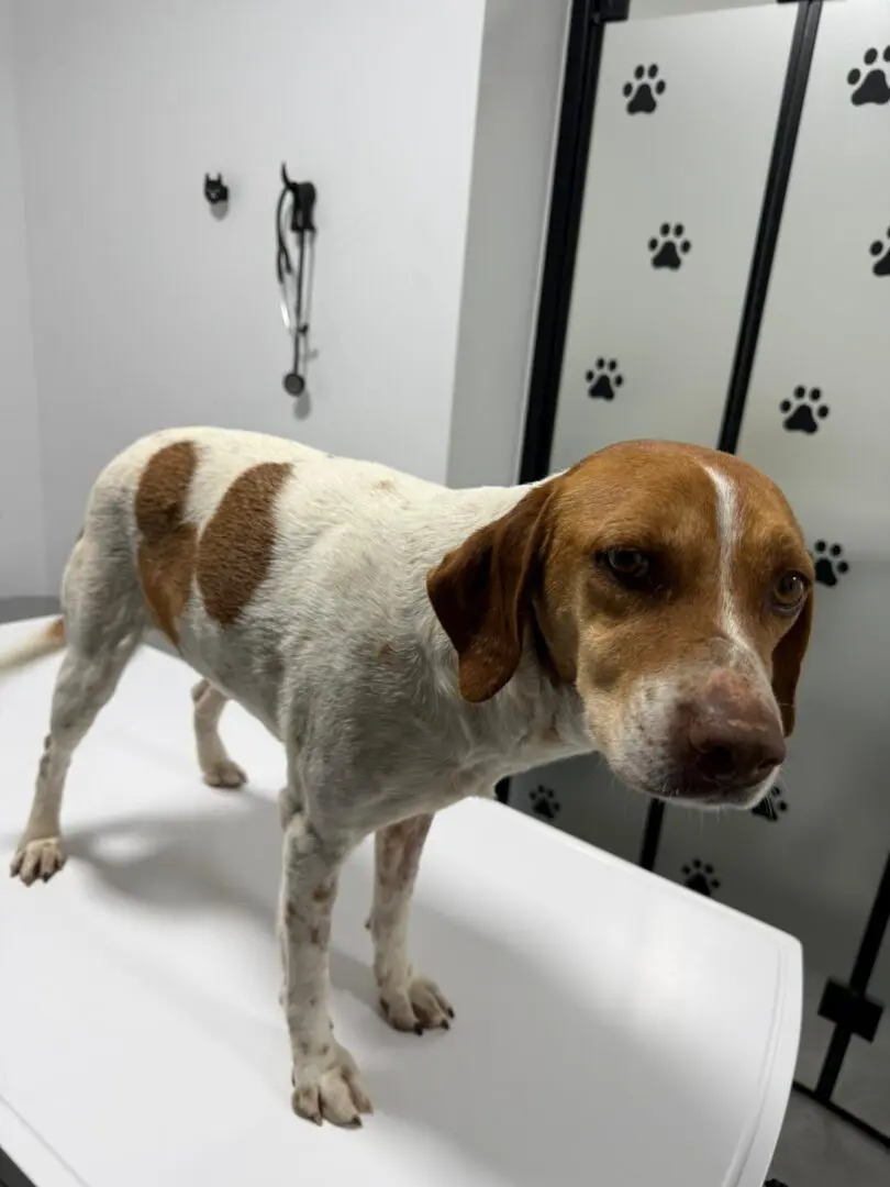 Ginger (Adopted Sept 2026)
