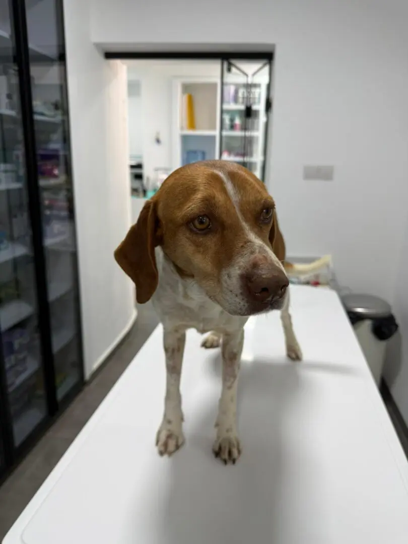 Ginger (Adopted Sept 2026)