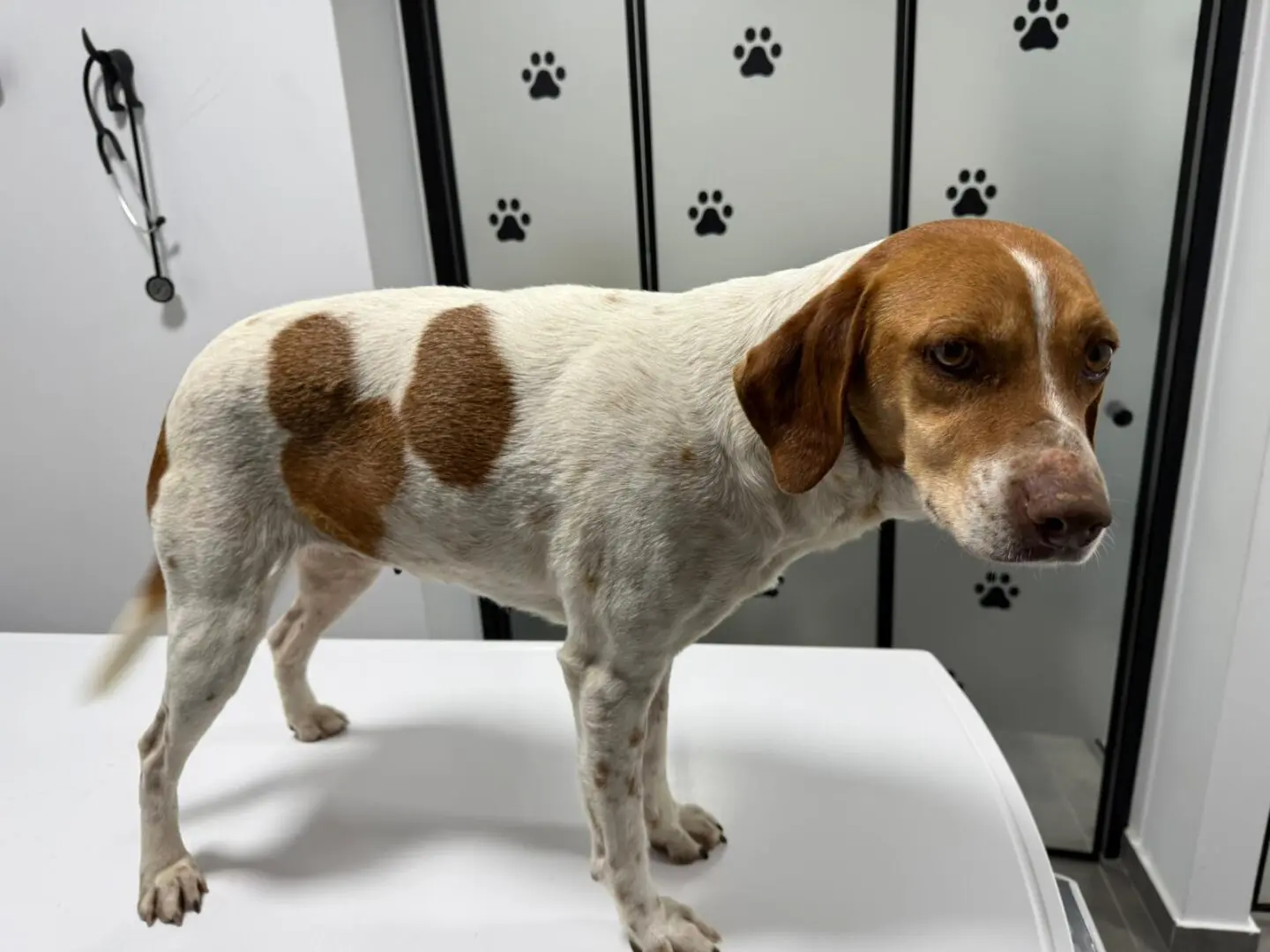 Ginger (Adopted Sept 2026)