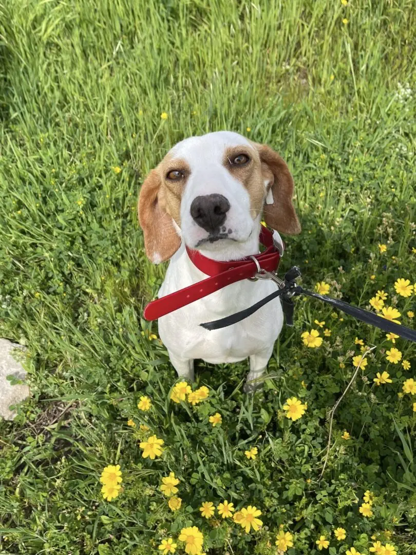 Hope (Adopted Sept 2026)