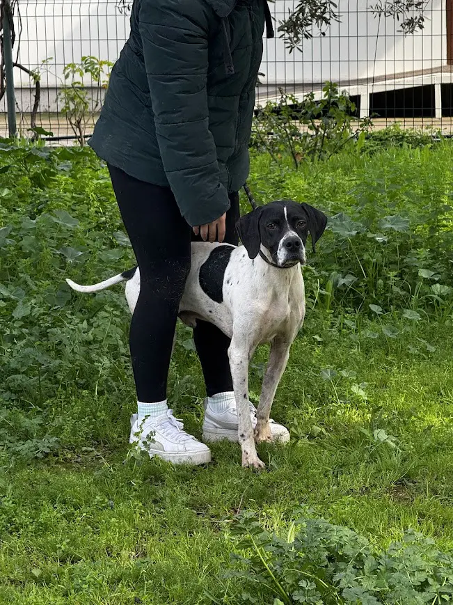 Linus (adopted July 2026)