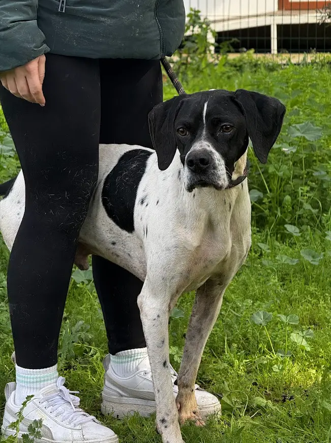 Linus (adopted July 2026)