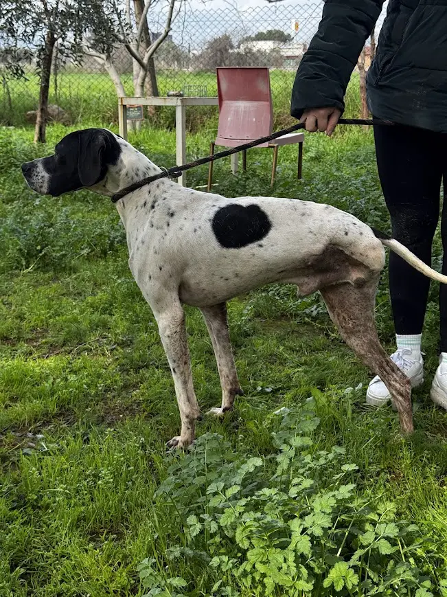 Linus (adopted July 2026)