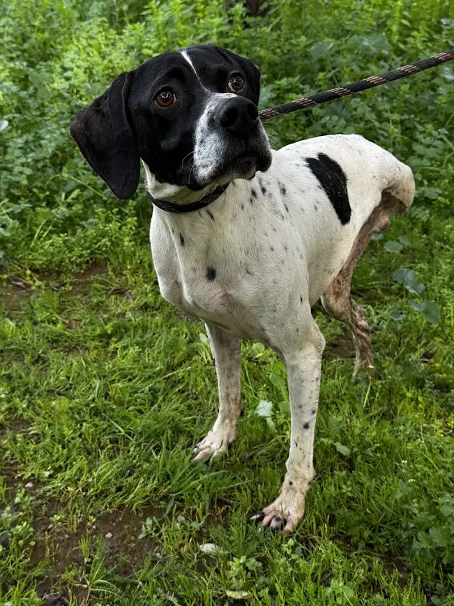 Linus (adopted July 2026)