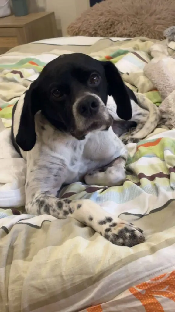 Rufus Thumb