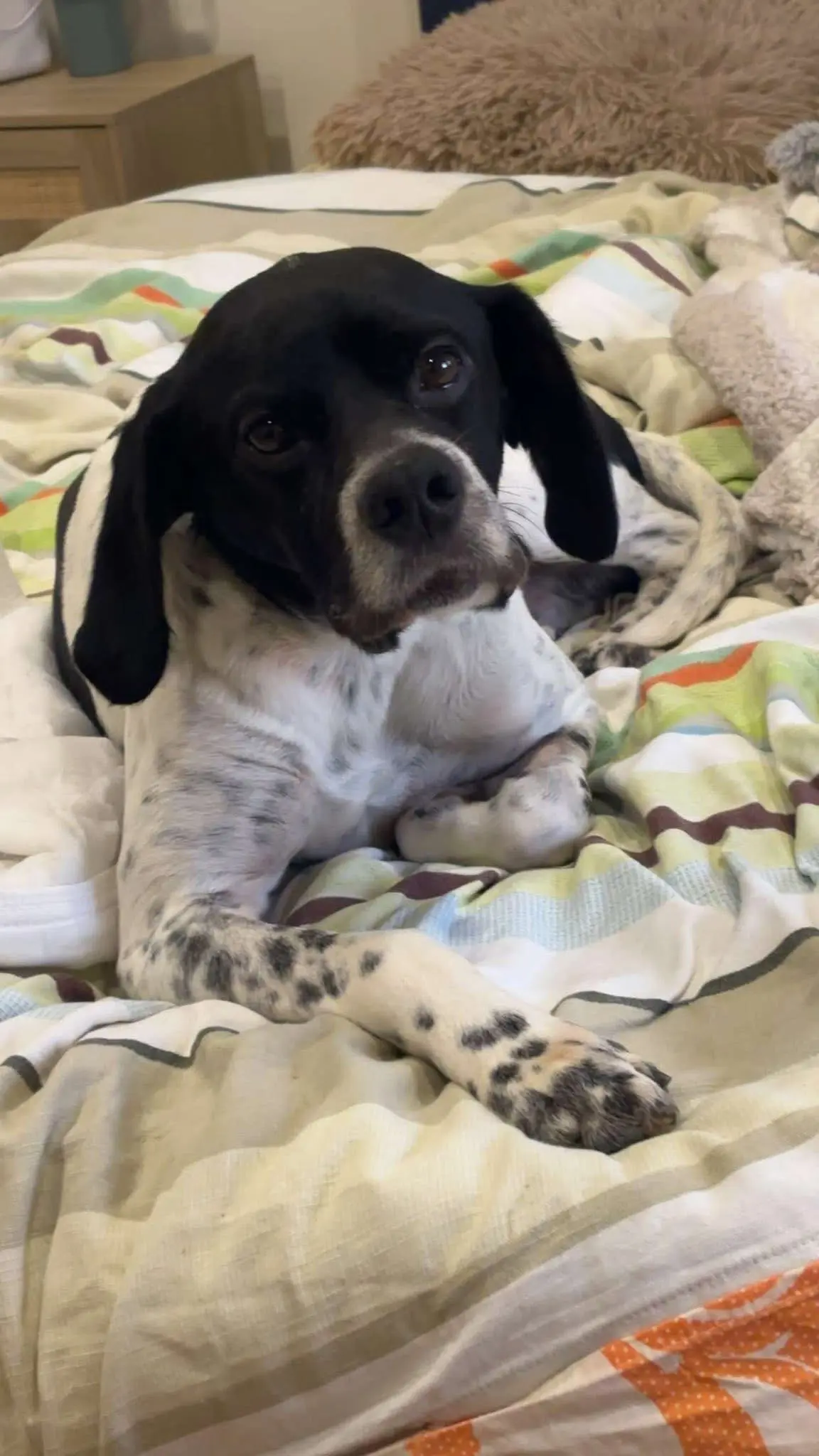 Rufus