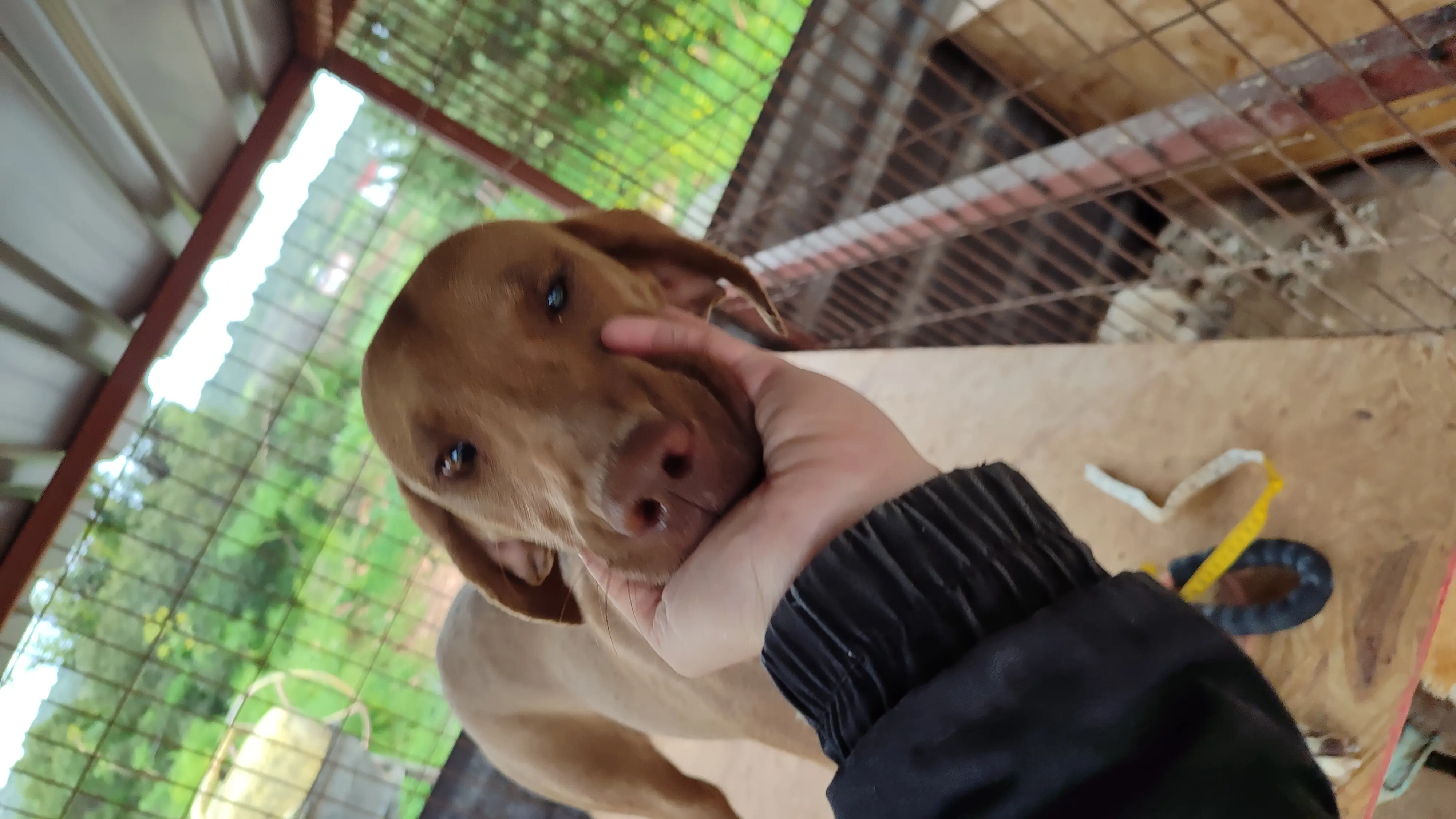 Jenny now Soli (adopted July 2026)