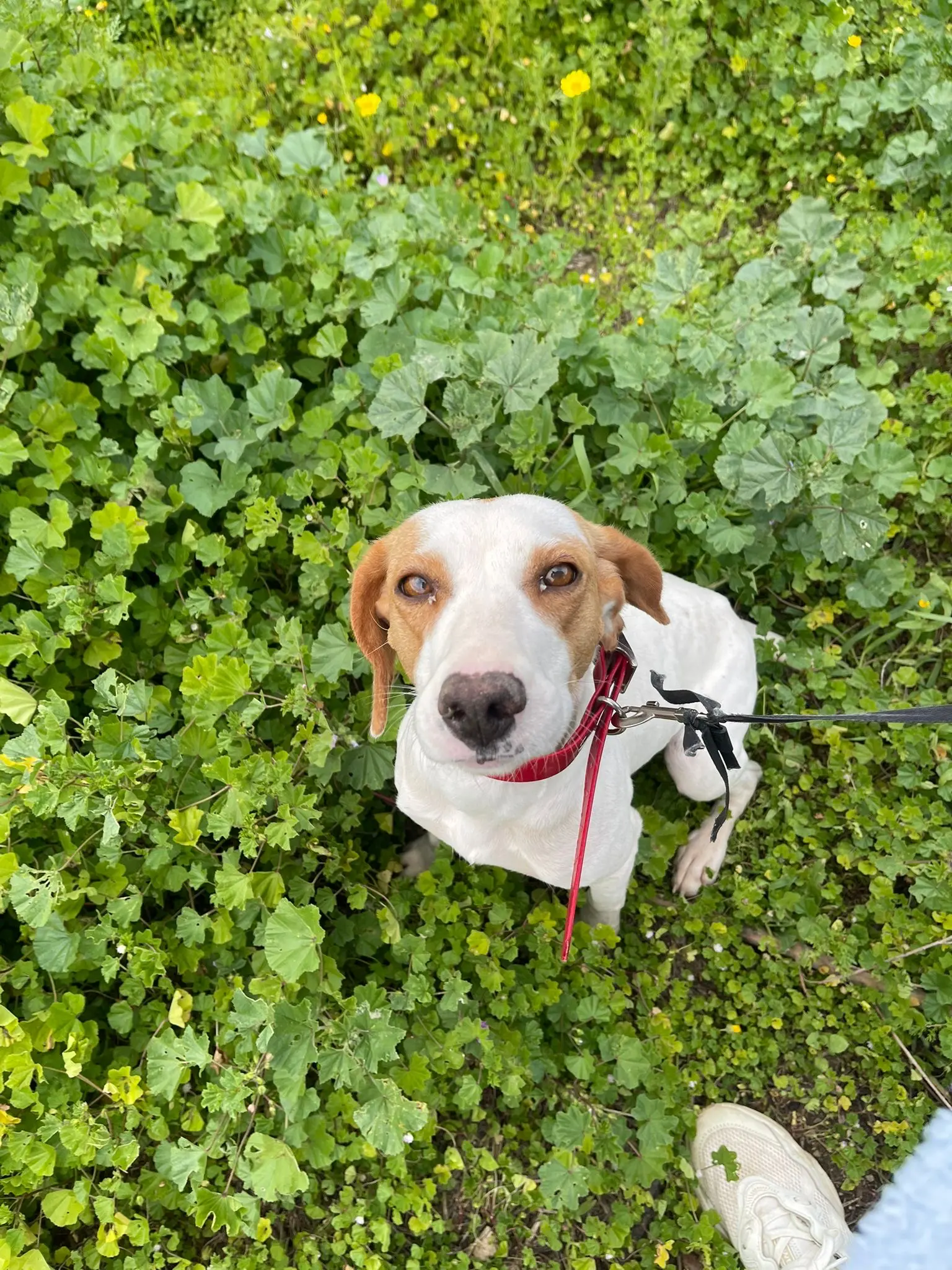 Hope (Adopted Sept 2026)