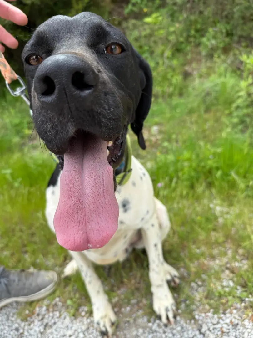 Peter (adopted June 2026)