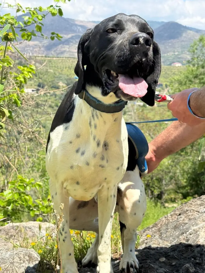 Peter (adopted June 2026)