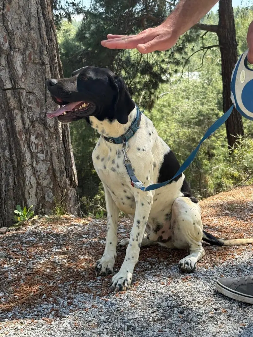 Peter (adopted June 2026)