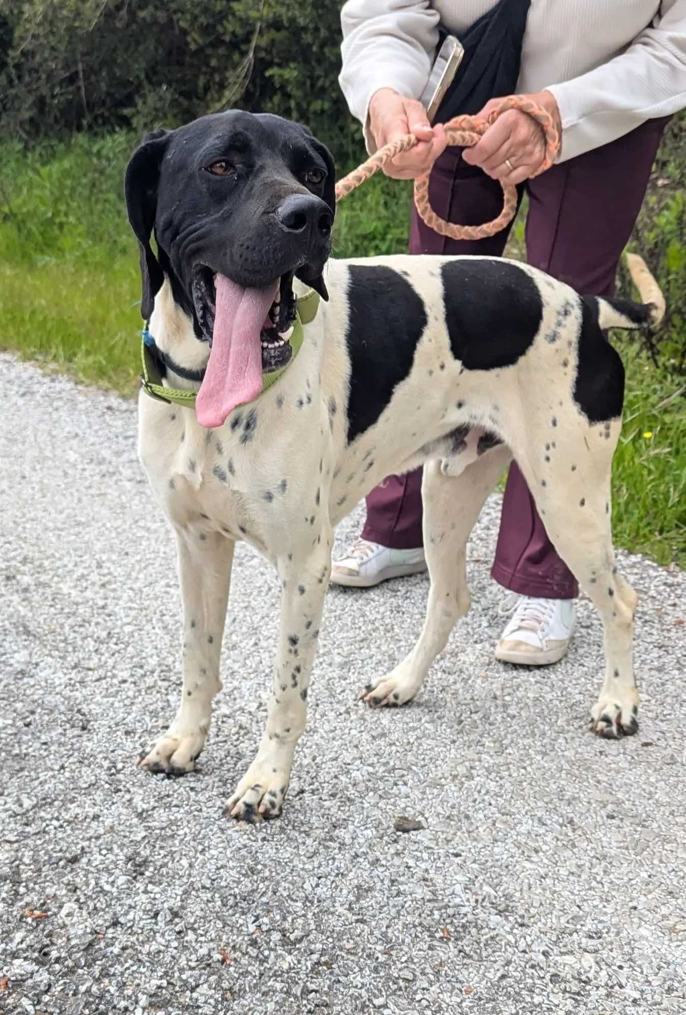 Peter (adopted June 2026)