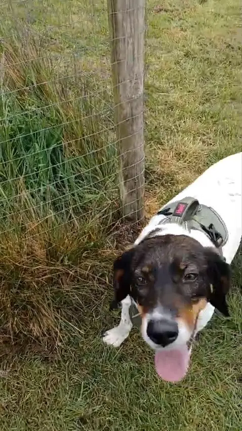 Artemis (Adopted June 2026)